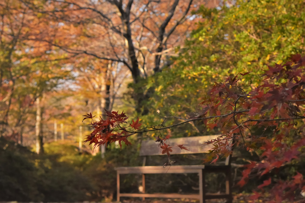 ベンチ・秋