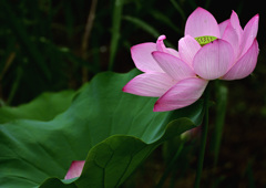 ハスの花