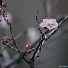 梅は咲いたか桜はまだかいな