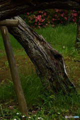 DSC_8142「ツツジ」