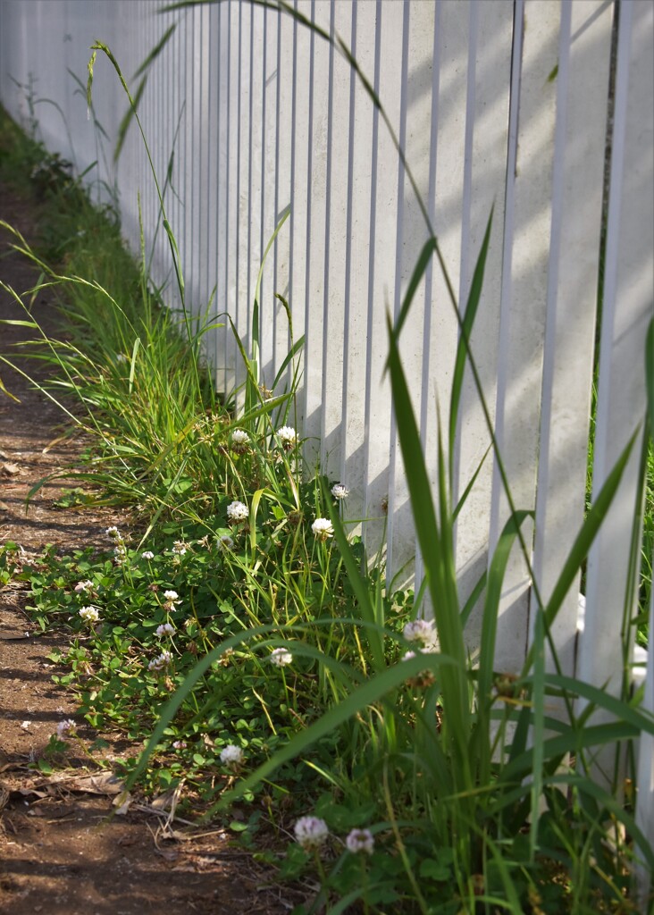 春を告げる雑草