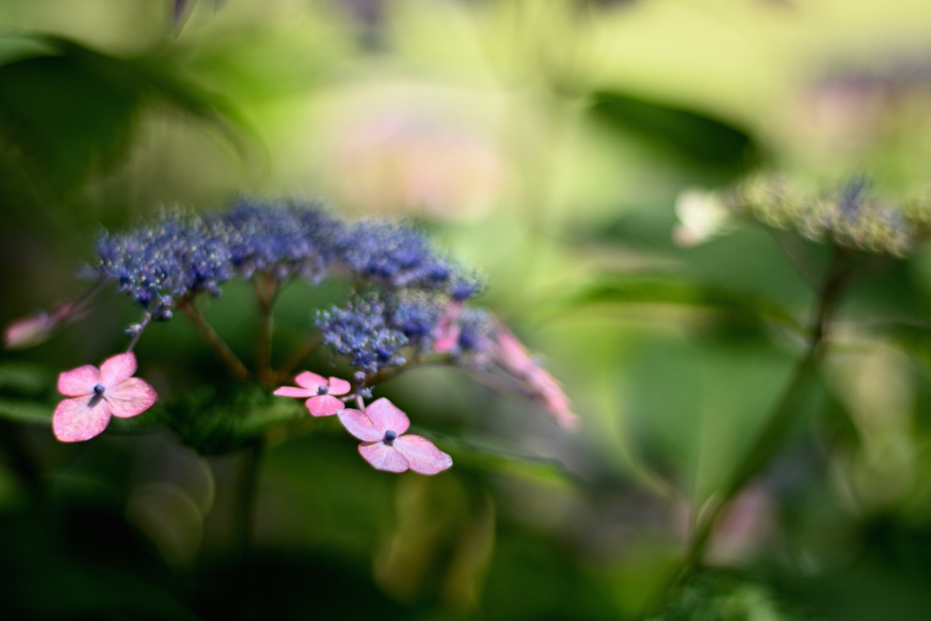 DSC_8074