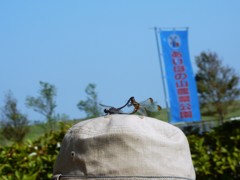 帽子に止まっていますよ