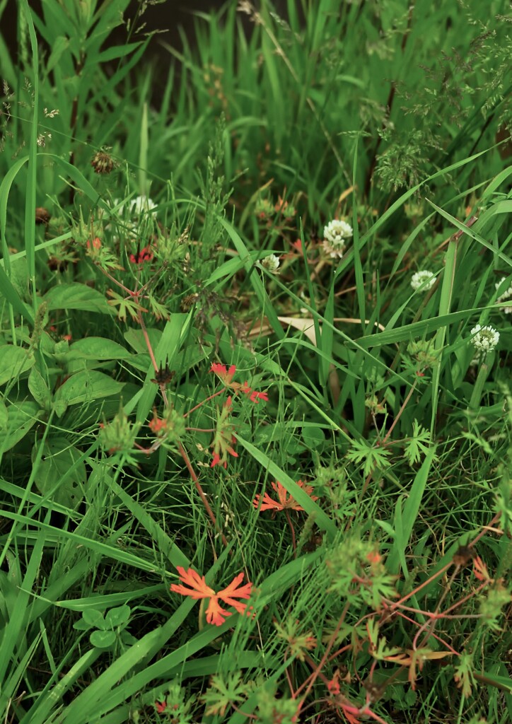 春を告げる雑草