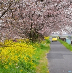 菜の花と桜3