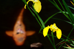 DSCF2251