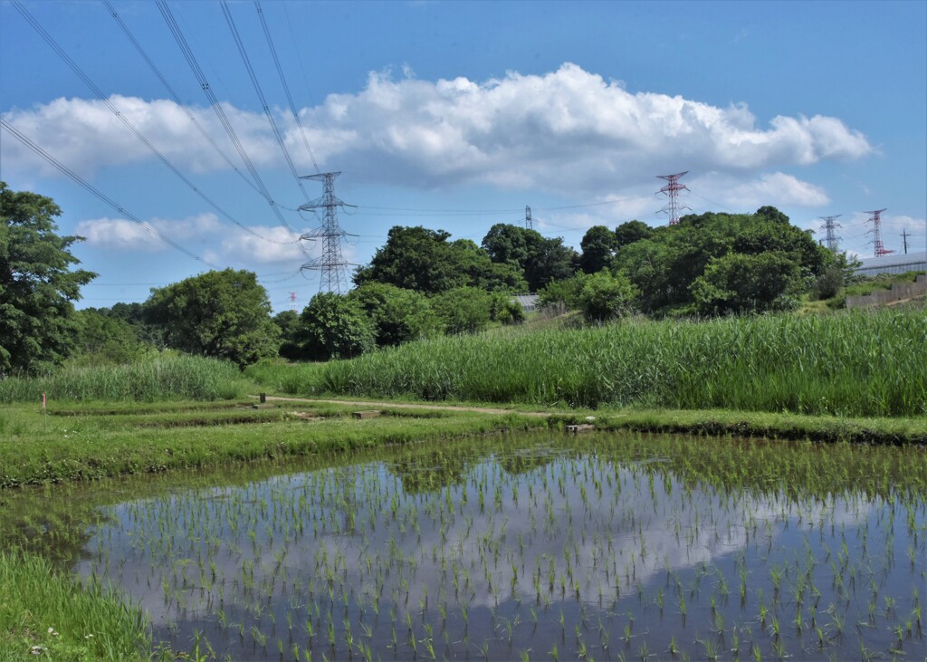 こども水田