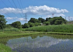 こども水田