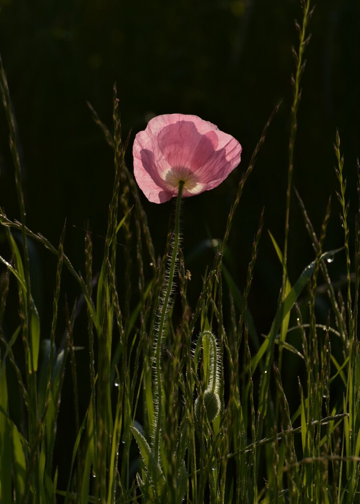 ポピー花言葉「思いやり」
