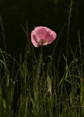 ポピー花言葉「思いやり」
