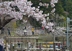 さくらとアスレチック