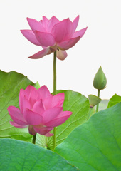 ハスの花