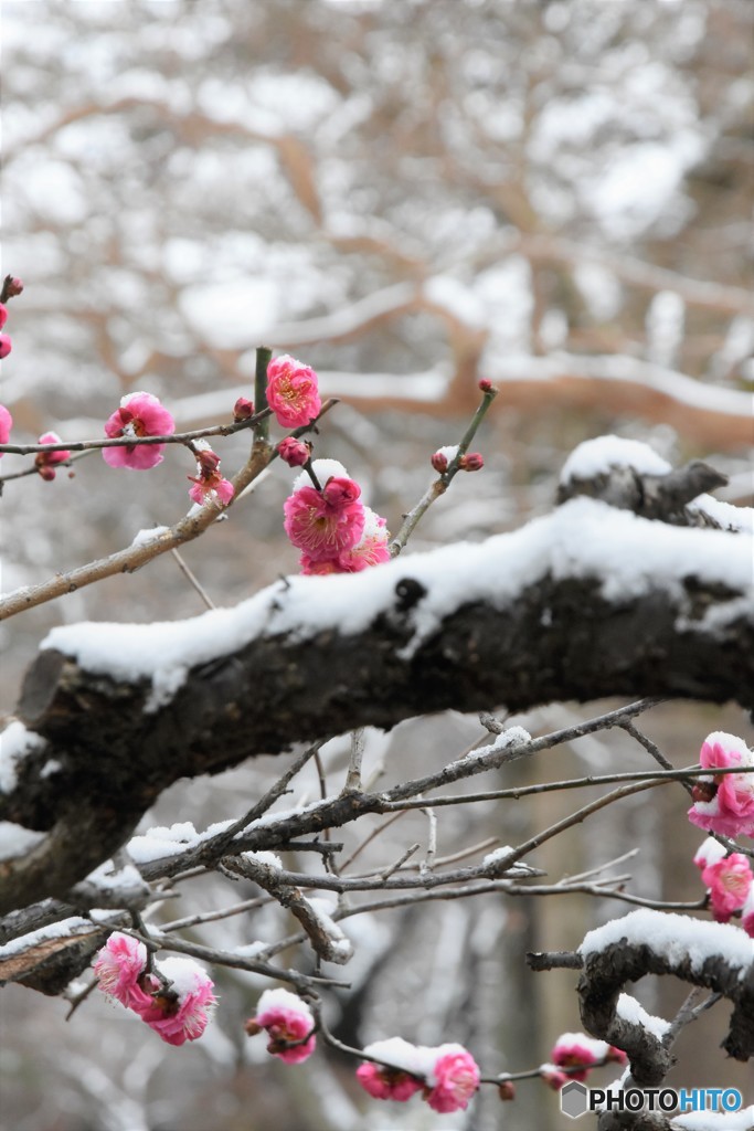 雪が降りました