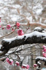 雪が降りました