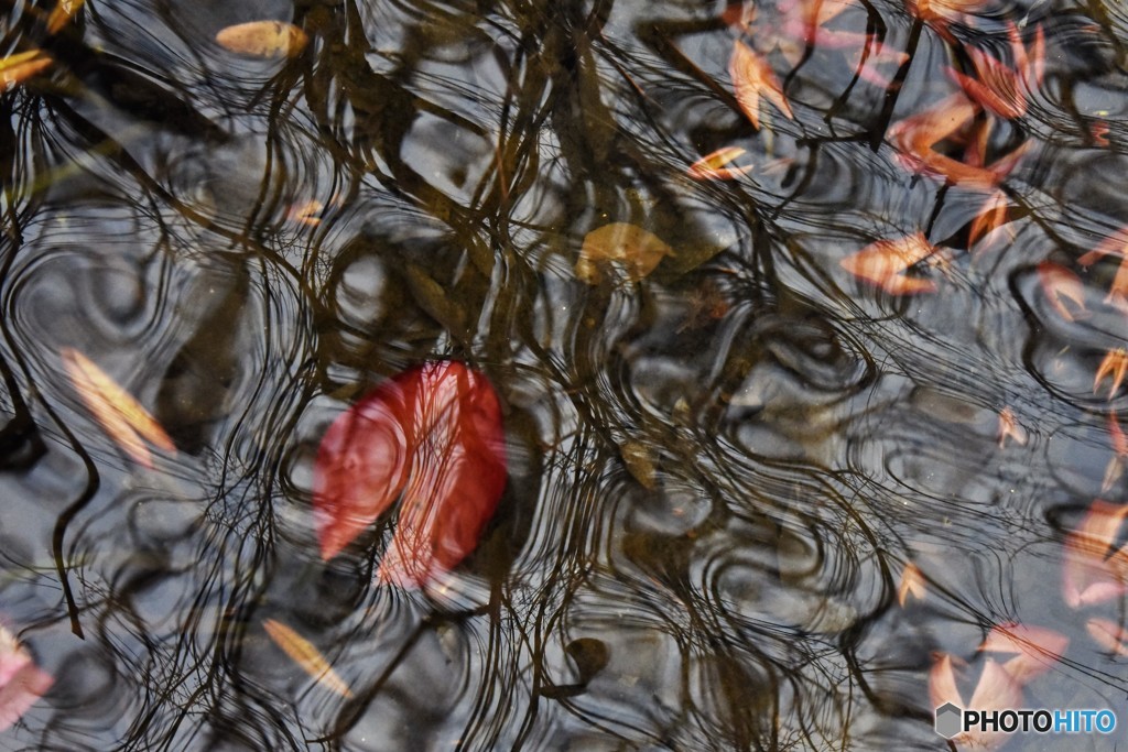 DSC_5264「波紋」