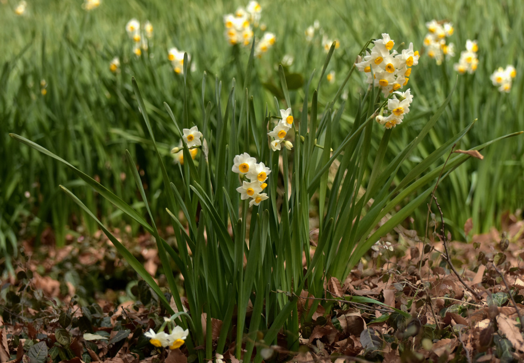 水仙の花