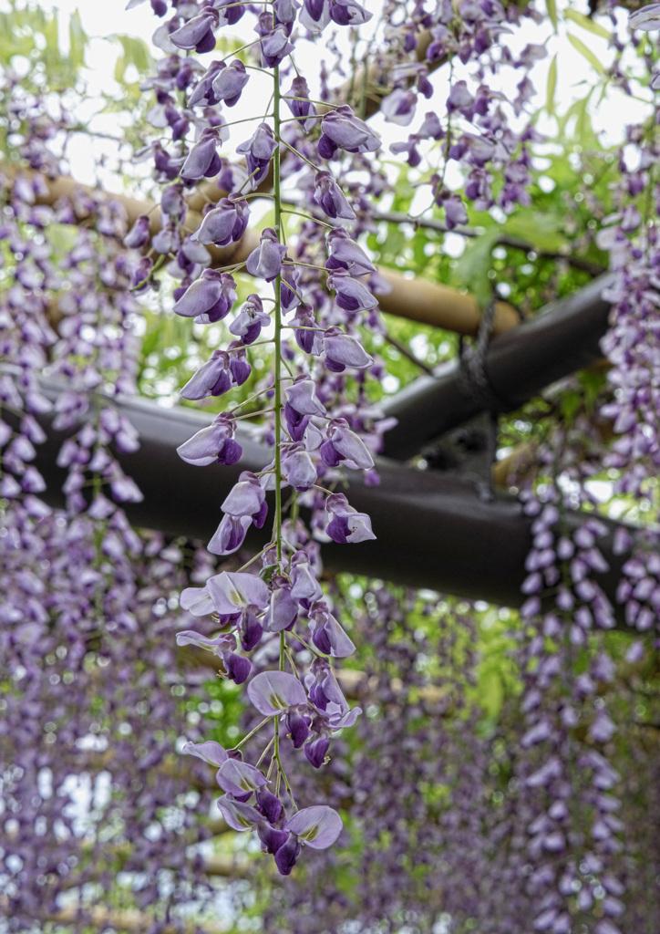 藤の花