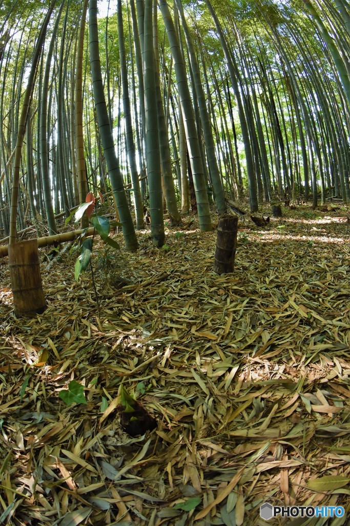 竹林3