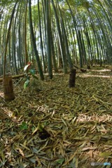 竹林3