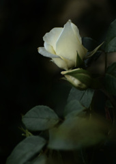 白き薔薇