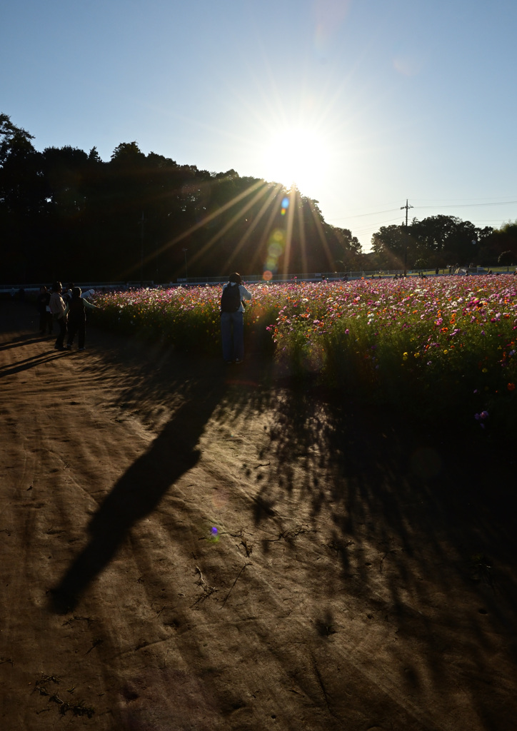 秋の日はつるべ落とし