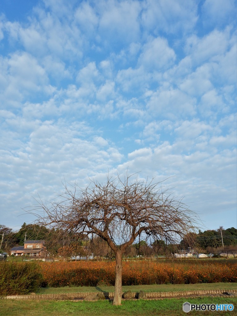 雲