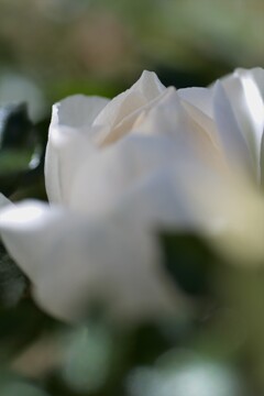 咲いてます白い薔薇