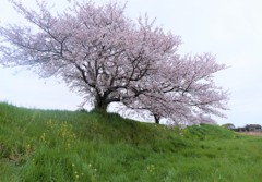 sakura