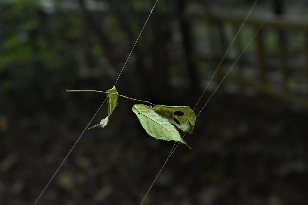 蜘蛛の糸