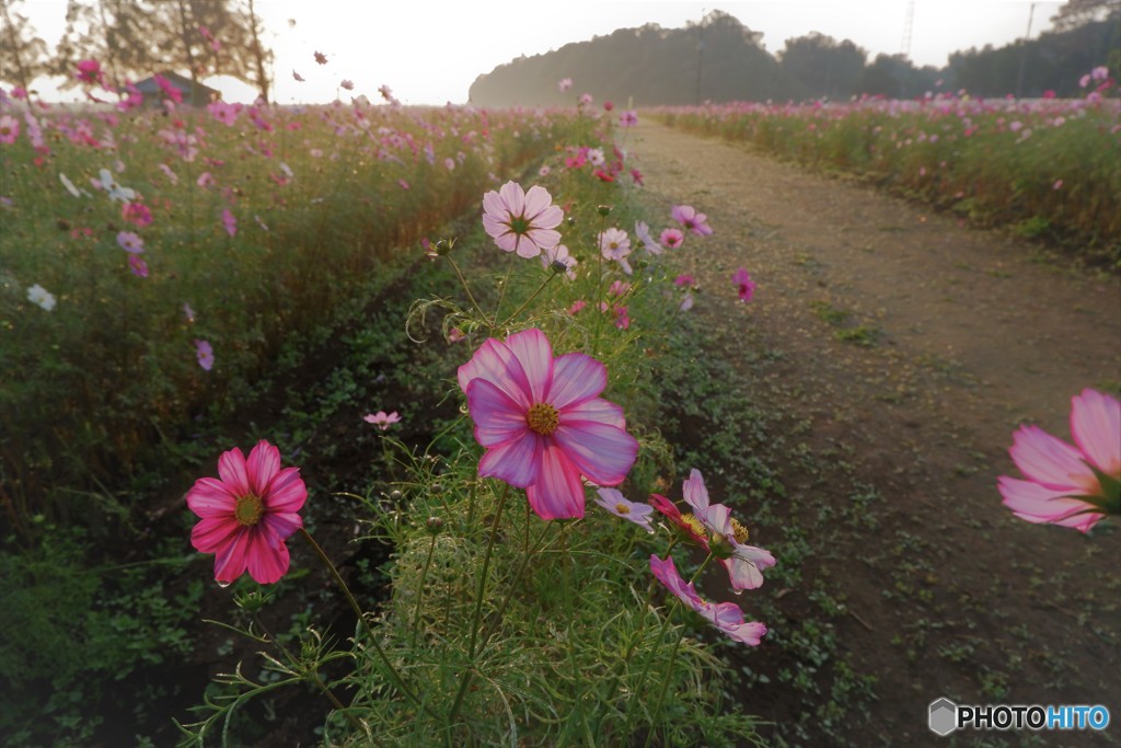 コスモス
