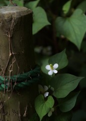 DSC_8053 