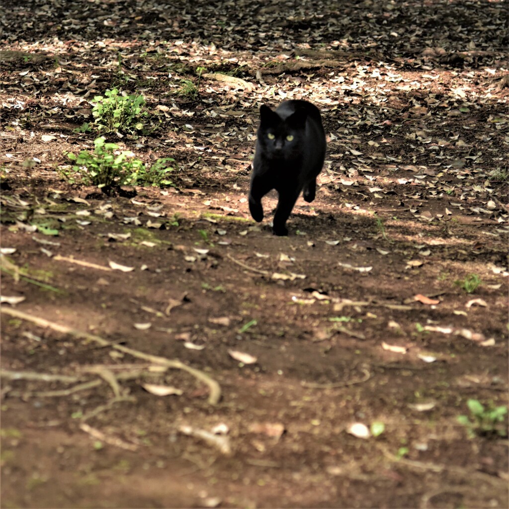 呼んでみたら来てしまった