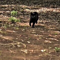 呼んでみたら来てしまった