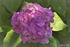 DSC_1931「季節違い」