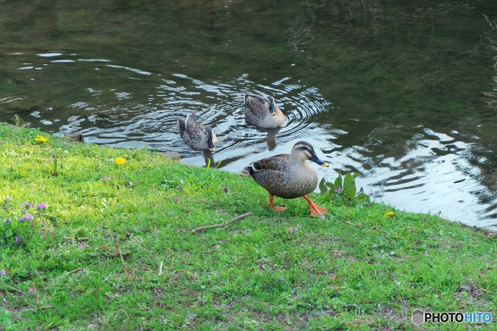 春の水辺