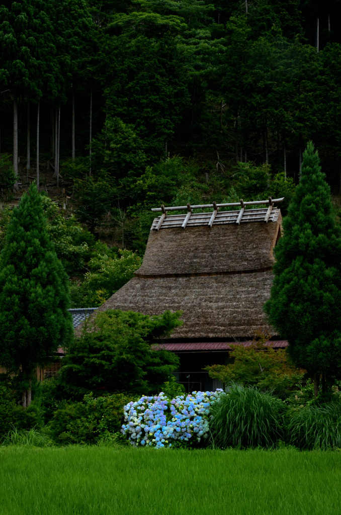 もうすぐ紫陽花の季節
