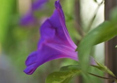 朝顔が咲きました