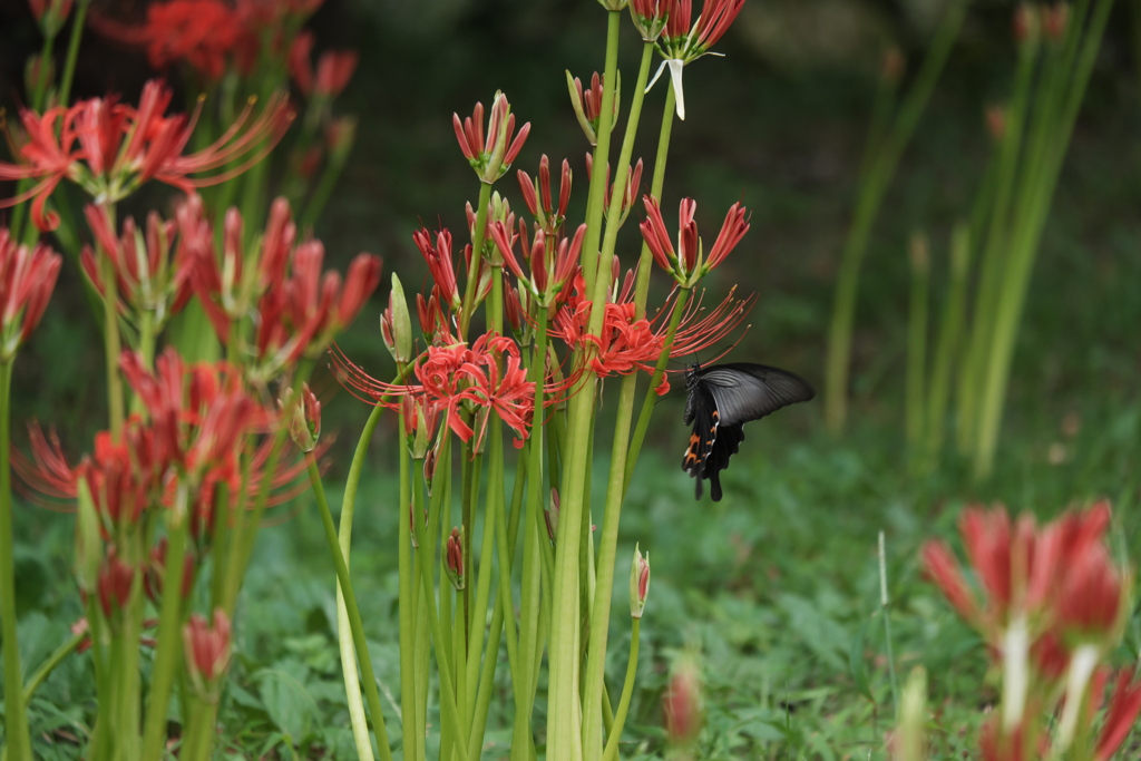 ぶら下がり健康