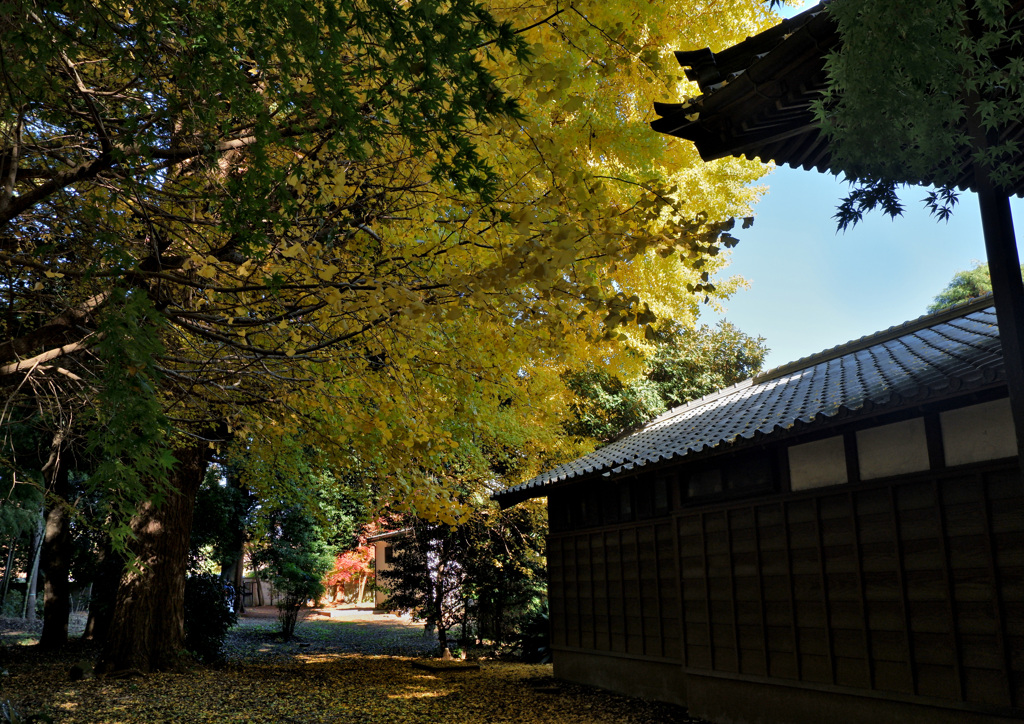 銀杏の木