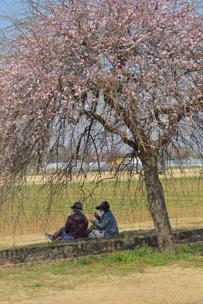あけぼの山公園