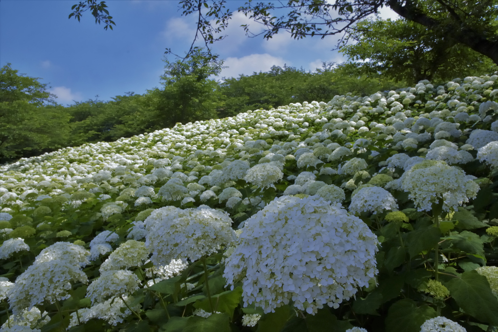 紫陽花3