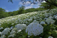 紫陽花3