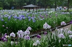 花菖蒲1