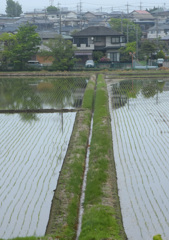 お米
