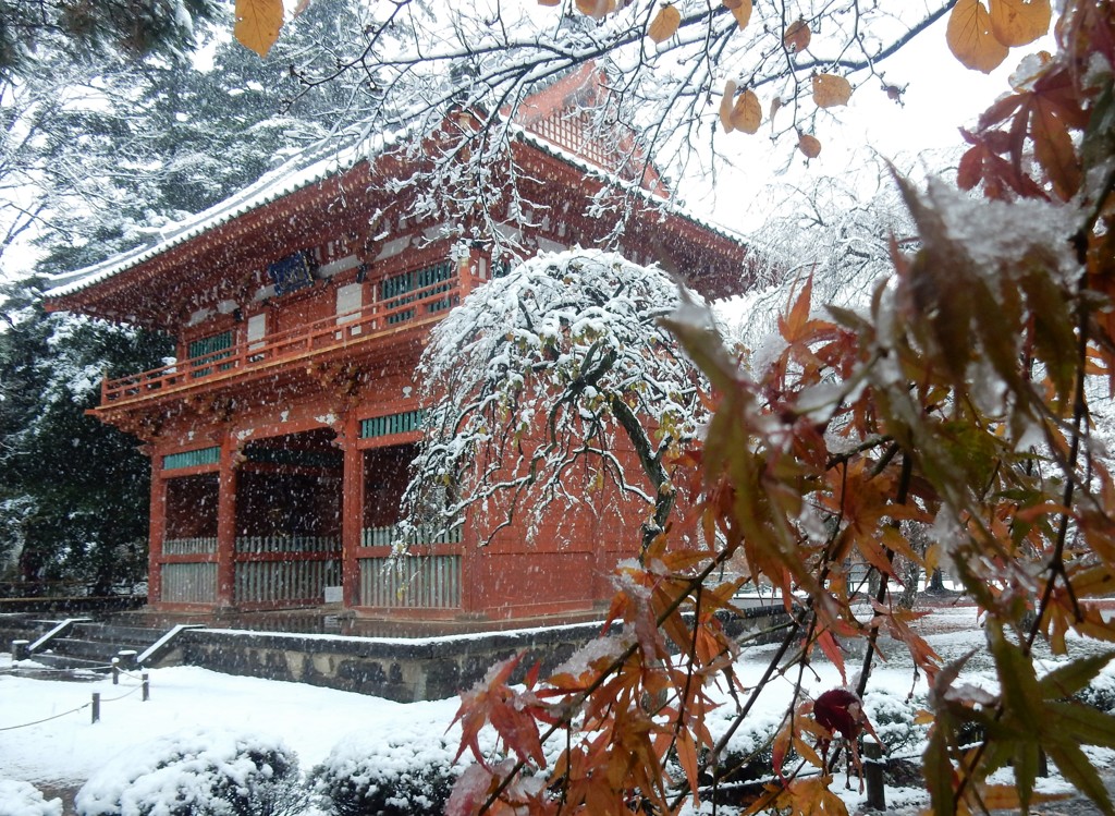 雪が降りました