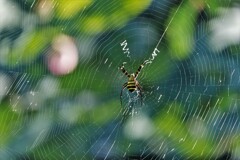 文字を書くクモ