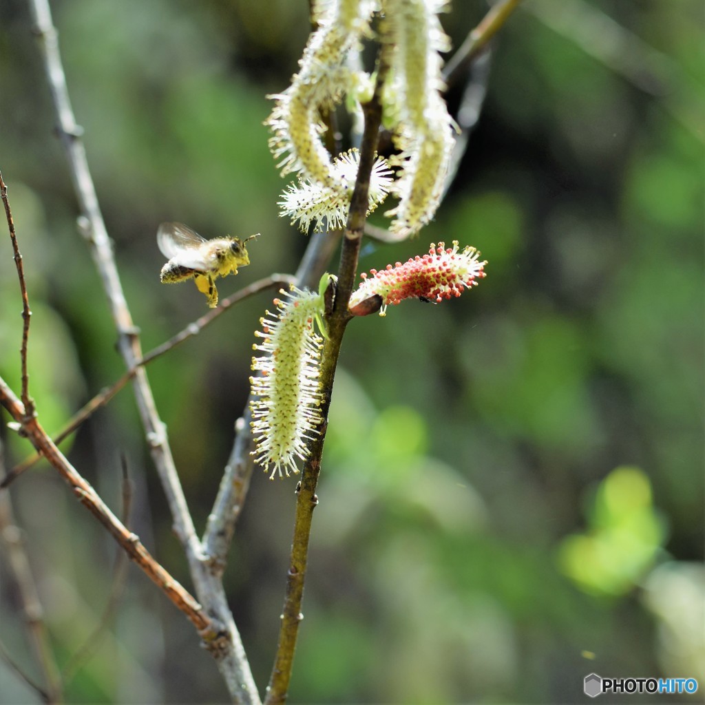 蜂も蟻も大忙し