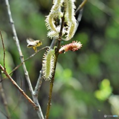 蜂も蟻も大忙し