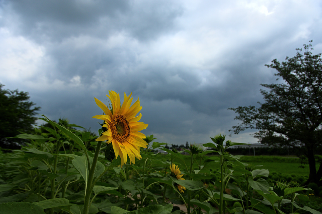 DSC_8596夏を待つ