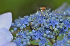 DSC_8884「夢中」